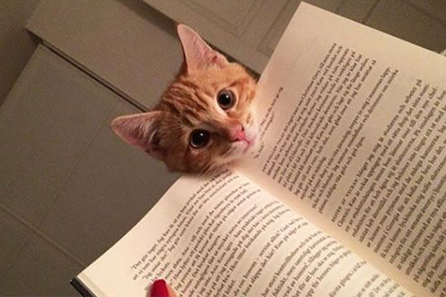 گربه ای از میان کتاب نگاه می کند